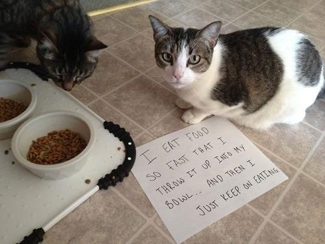 agonizing-struggles-that-prove-cat-owners-are-the-best-people-ever (37)