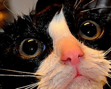 22 Awesomely Funny Pictures Of Wet Cats