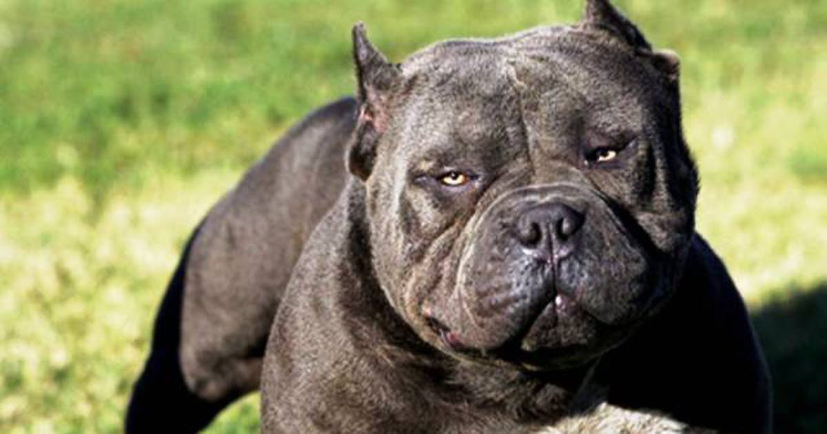 25 Most Dangerous Dog Breeds