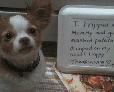 16 Dogs Who Ruined Thanksgiving Dinner