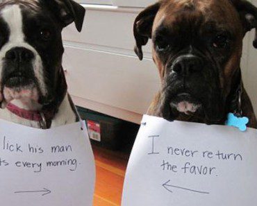 22 All New And Hilarious Dog Shaming Photos