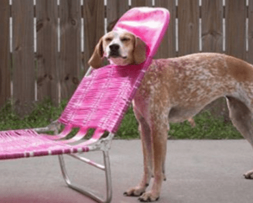 16 Animals That Got Stuck But Pretend Everything Is Fine