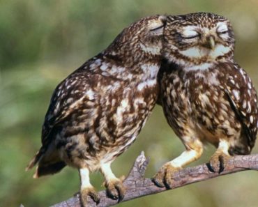 These Are The 100 Greatest Owl Pictures You Will Ever See