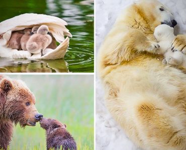 These 25 Amazing Photos Of Animals With Their Parents Will Touch Your Heart