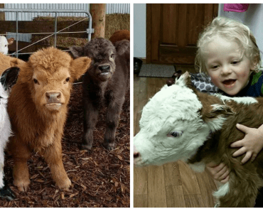 These Fluffy Mini Cows Insanely Adorable And Make Great Pets