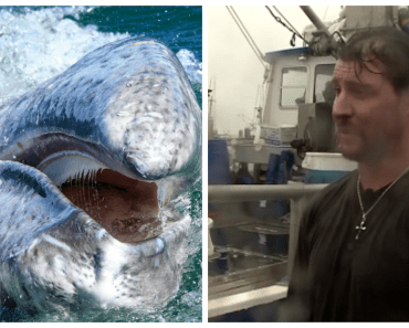 Three Fishermen Notice A Dying Whale Entangled In Crab Traps And Jump Into Action…