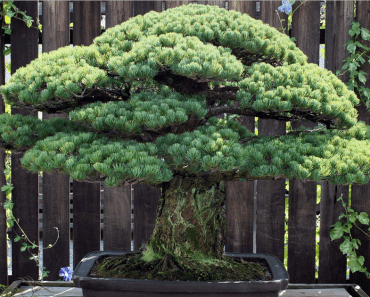 391-Year-Old Bonsai Tree Somehow Survived Hiroshima And Continues Growing