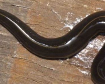 The Deadly New Guinea Flatworm Is Spreading Through Florida