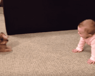 Dad Catches Baby And His Puppy Are Having A Hilarious Conversation