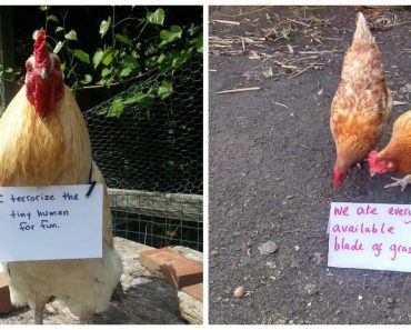 Farmers Showcase The Humor In Their Daily Life With These ‘Chicken Shaming’ Pics