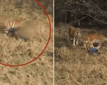 Tiger Drags Man In Zoo Near Shanghai, Mauls Him As Wife And Child Look On In Horror